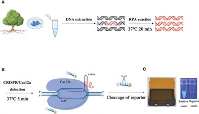 CRISPR/Cas12a-based approaches for efficient and accurate detection of Phytophthora ramorum